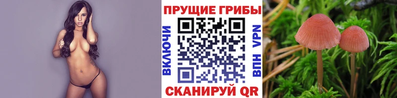 Псилоцибиновые грибы Psilocybe  Пугачёв 